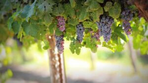 Wineries & Breweries